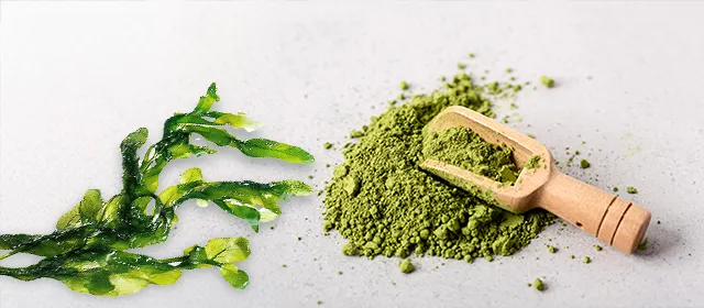 Top 10 Players Influencing the Algae Protein Market in 2026 Top 10 Players Influencing the Algae Protein Market in 2026